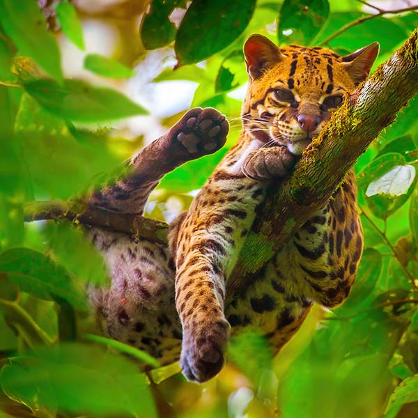margay-fabric-new